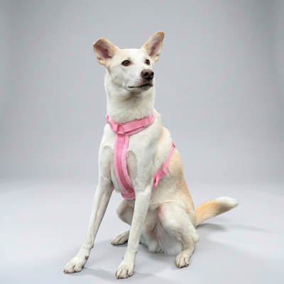Hundegeschirr-Set Teddy Rosa