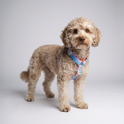 Hundegeschirr Aurora