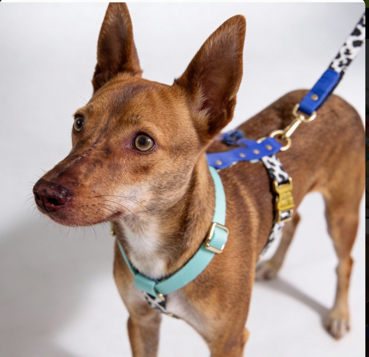 Hundegeschirr Blueberry