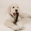 Rubber Bone