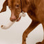 Rubber Bone