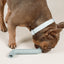Rubber Bone