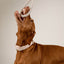 Twisted Rope Toy