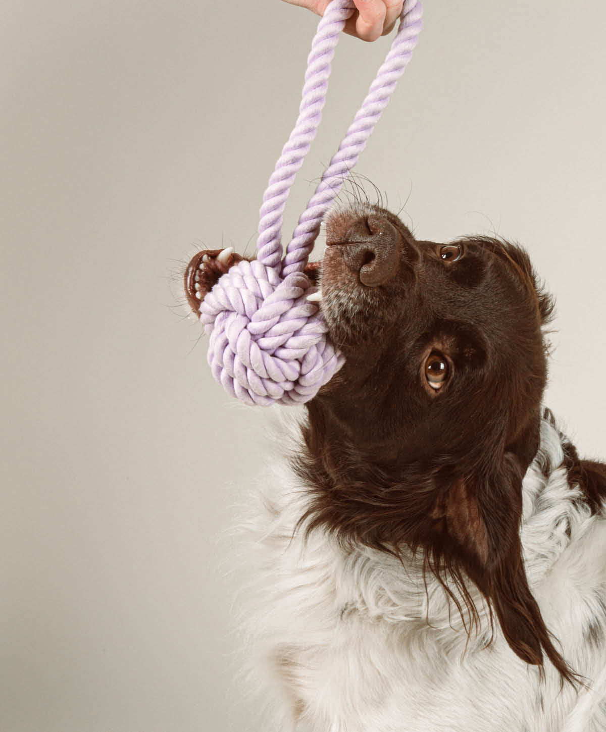 Twisted Rope Toy