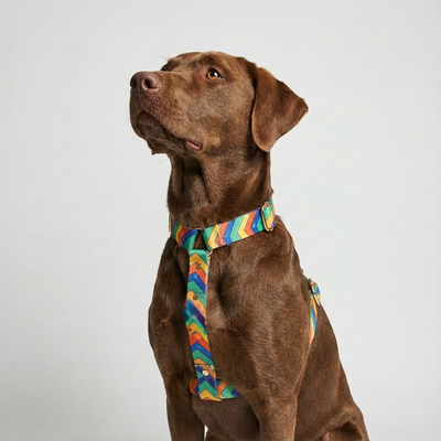 Hundegeschirr Festival